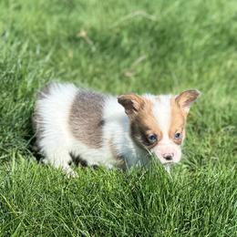 Clover Bluie Sable - Sable male Pembroke Welsh Corgi puppy in Aberdeen, Washington from Coastal country Farms