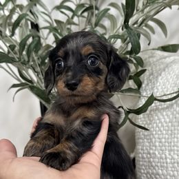 Boy 2 - Dapple male Dachshund puppy in Allenhurst, Georgia from B’s Dapper Dachshunds