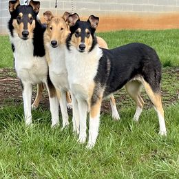 Collie All Grown Up from Deer Hill Collies