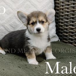 Pluto - Black and tan male Pembroke Welsh Corgi puppy in Bend, Oregon from Highland Meadow Corgis