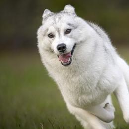 Siberian Huskies from Sibifox Siberians