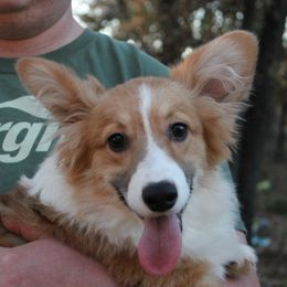 Sancho - Pembroke Welsh Corgi