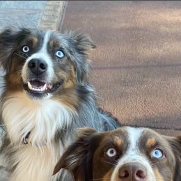 Australian Shepherds from Southern Luck Aussies