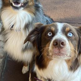 Australian Shepherds from Southern Luck Aussies