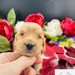 Dachshund Puppies from Dachshund Family Love Breeders