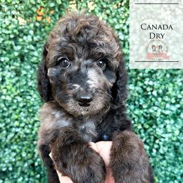 Canada Dry - Blue merle male Aussiedoodle puppy in Corydon, Indiana from Ridgeline Doodles