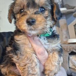 Chase - Black and tan male Yorkshire Terrier puppy in Jacksonville, Arkansas from Royal Yorkie Terrier