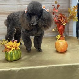 Goldendoodle and Poodle All Grown Up from Two Heart Kennel