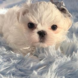 Frost - White male Maltese puppy in Newport Beach, California from Exotic City Pomeranians and chihuahuas
