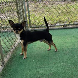 Chihuahua puppies from Dynasty Farms AKC Chihuahuas