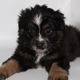 Miniature Australian Shepherd Puppies from Triple Branch Aussies