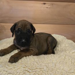 Callie - Rd whtn blk nose female Rhodesian Ridgeback puppy in Gaffney, South Carolina from Circle D Farms