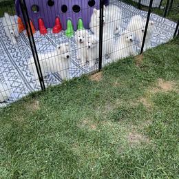 Samoyed Puppies from Debra Ellis-Majcen
