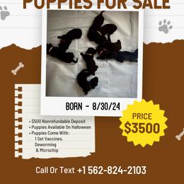 Goldendoodle Puppies from Dhalia’s Doodles