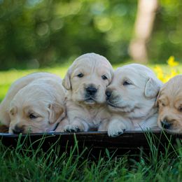 Goldendoodle and Golden Retriever Puppies from Front Porch Goldens