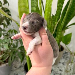 AKC Black Dapple-Piebald - Dapple male Dachshund puppy in Colville, Washington from G&B Iron Mountain Dachshunds