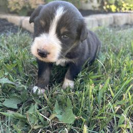 Girl 4 - Black tri-color female Australian Shepherd puppy in Berne, Indiana from White Silo Aussies