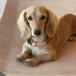 Riesling - Dachshund