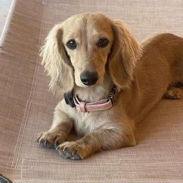 Riesling - Dachshund