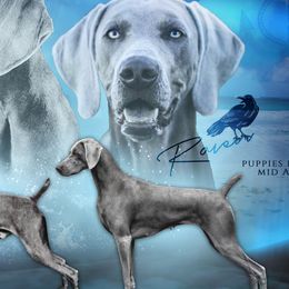 Weimaraners from Nautica Weimaraners