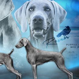 Weimaraners from Nautica Weimaraners