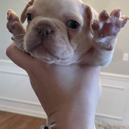 French Bulldogs from Whitehouse Frenchies