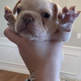 French Bulldogs from Whitehouse Frenchies