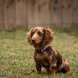 Ava - Dachshund