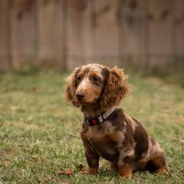Ava - Dachshund