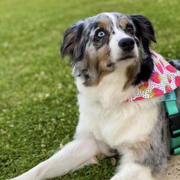 Australian Shepherds from Sundown Aussies