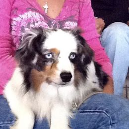 Miniature Australian Shepherd Puppies from Diamond R Aussies
