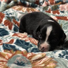 Newt - Black tri male Toy Australian Shepherd puppy in Milton Freewater, Oregon from Sparkling Cross Toy & Mini Aussies