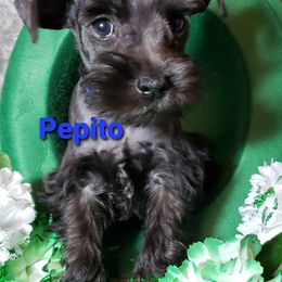 Miniature Schnauzer Puppies from Mountain View Schnauzers