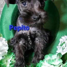 Miniature Schnauzer Puppies from Mountain View Schnauzers