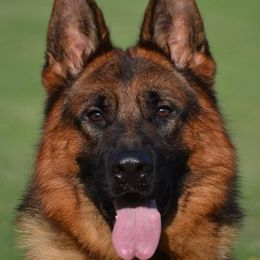 Nelson - German Shepherd