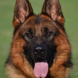 Nelson - German Shepherd