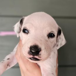 Purple collar - White and black female Dalmatian puppy in Knoxville, Tennessee from Dazzling Dalz