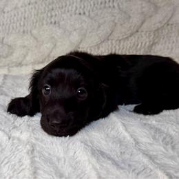Oscar - Black male Dachshund puppy in Rio Linda, California from Destiny's Mini Doxies