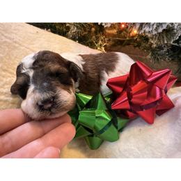 Franklin-Red and White Party - Parti male Poodle puppy in Canfield, Ohio from Poo's Doo's & Inu's
