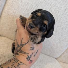 Toby - Black and tan male Dachshund puppy in Barnard, Missouri from KB Doxies