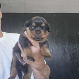 Lady luck - Black and mahogany female Rottweiler puppy in Salt Lake City, Utah from Snubnose Rottweilers LLC