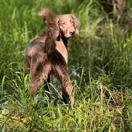 Pearl - Weimaraner