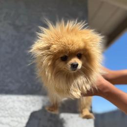 Hazel - Pomeranian