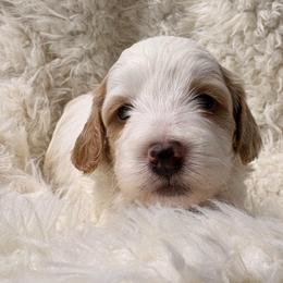 Prince - Red and white male Cockapoo puppy in Lebanon, Missouri from Kaitlen's Doodle Pups