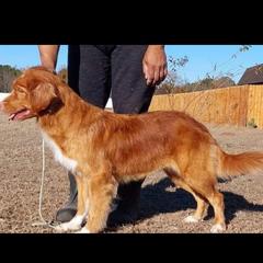 Jingle - Nova Scotia Duck Tolling Retriever