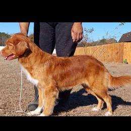 Jingle - Nova Scotia Duck Tolling Retriever