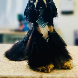 Handsome - Cocker Spaniel