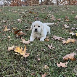 Lacie(neon green collar) - Yellow female Labrador Retriever puppy in Mansfield, Missouri from Leadhill Labs