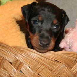 Manchester Terriers from Lakeway Manchester
