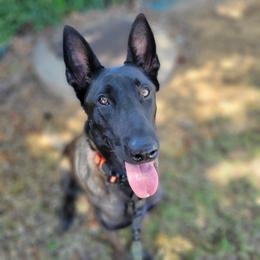 Belgian Malinois puppies from Faubion Malinois
